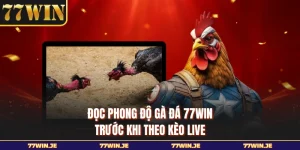 Đọc Phong Độ Gà Đá 77WIN Trước Khi Theo Kèo Live